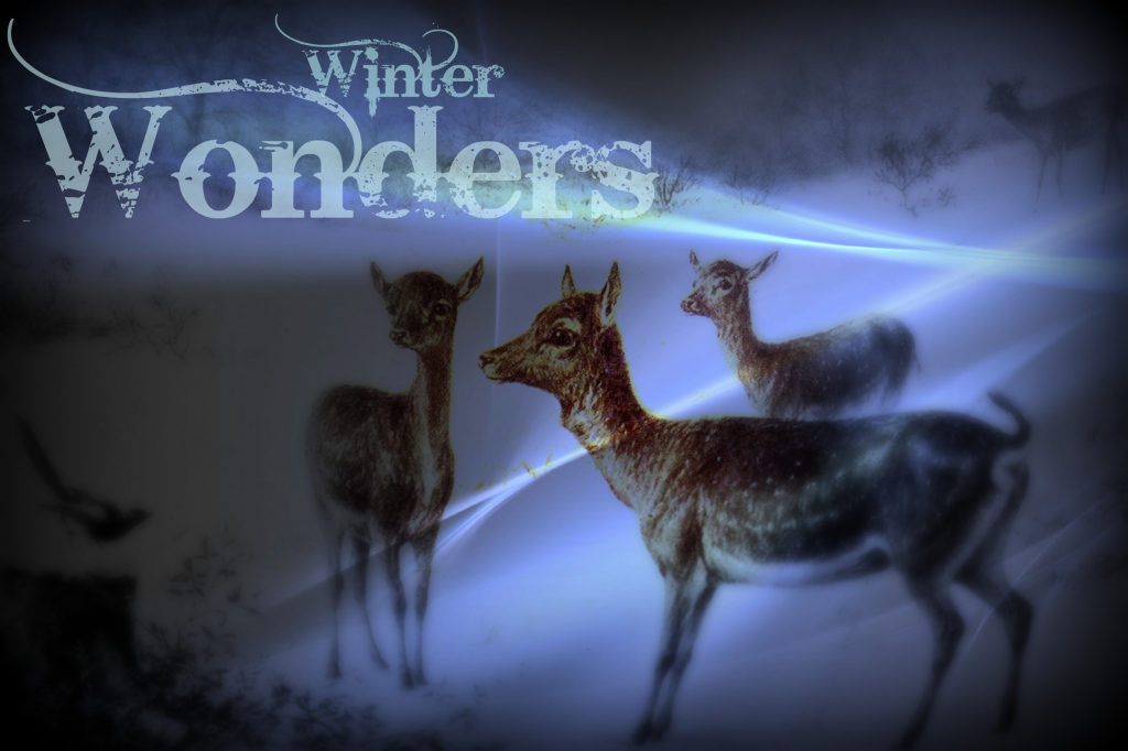 winter wonders