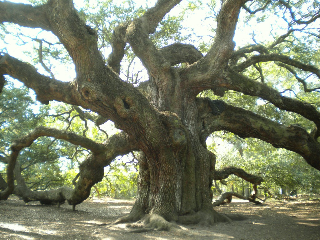 Angel Oak