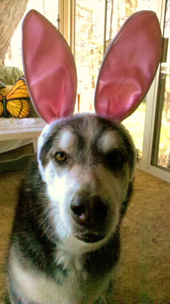 Kody the Easter Dog2