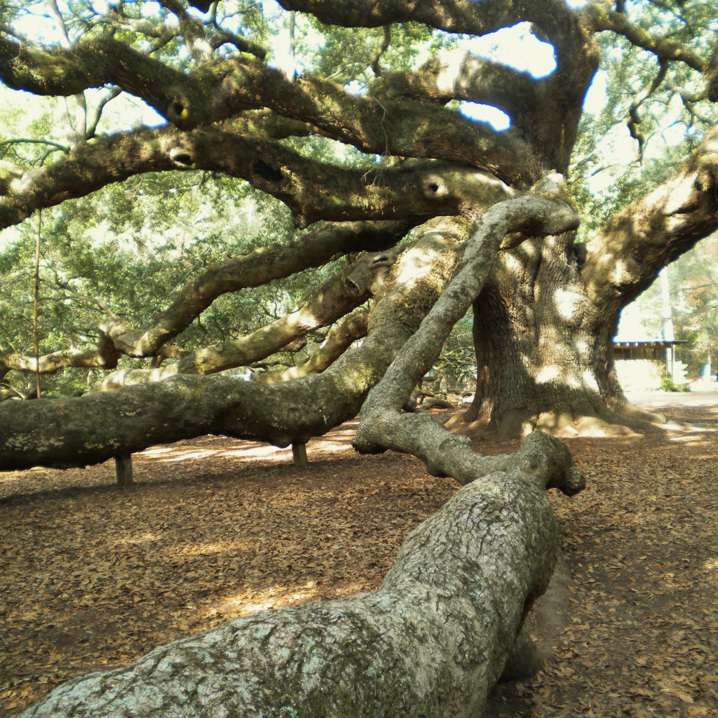 The Angel Oak Tree – Katie Jane Interiors