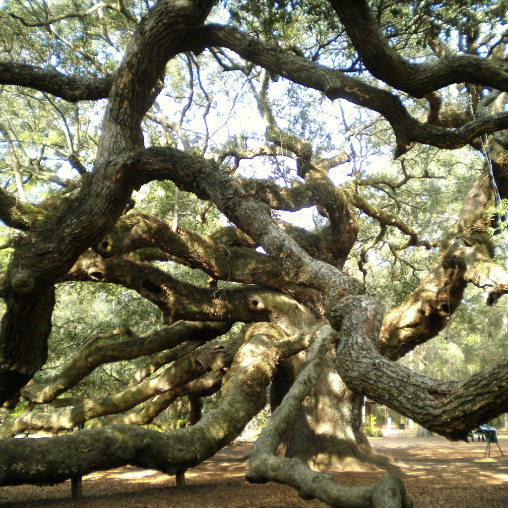 angeloak5