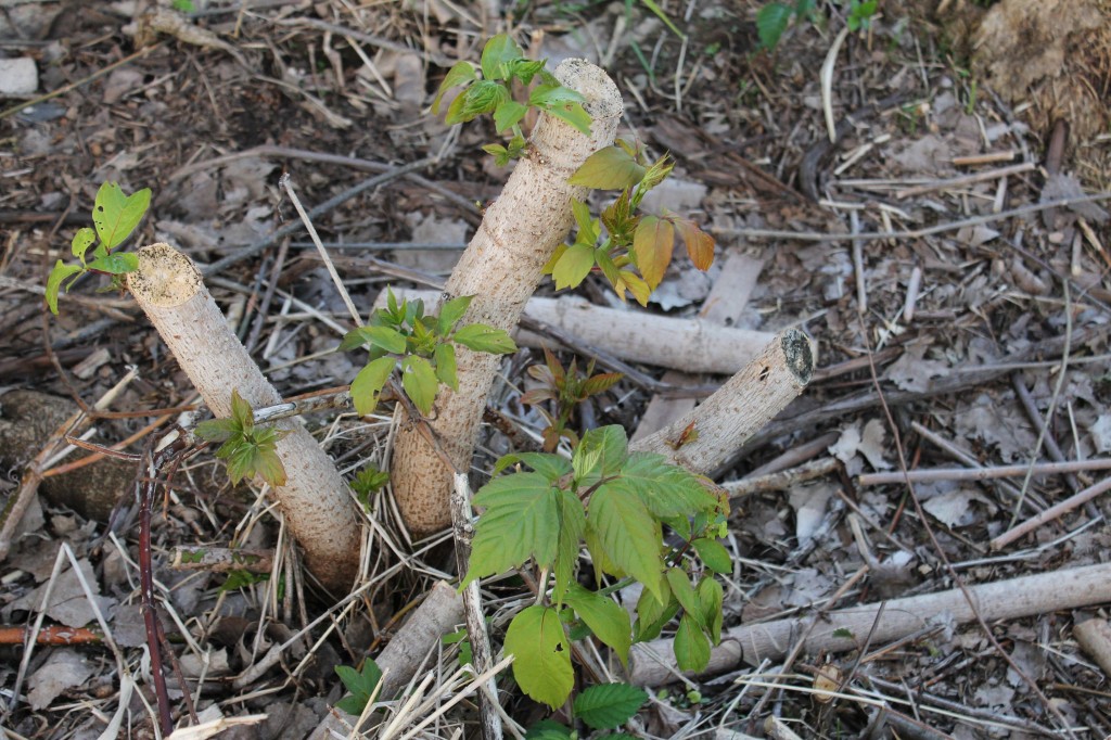 Boxelder before