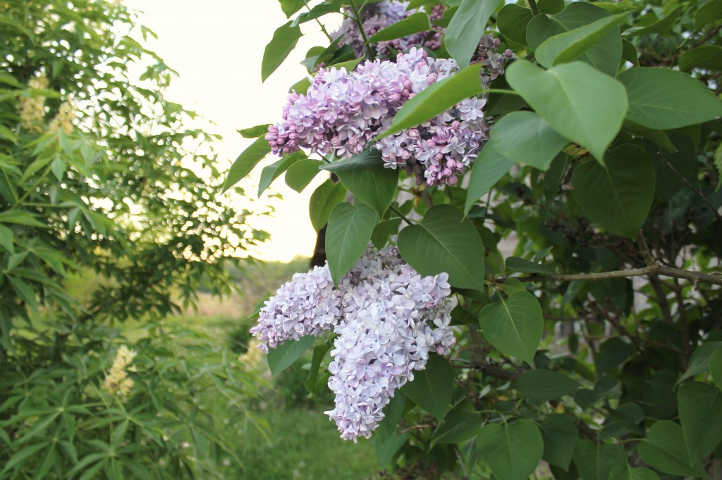 Lilac light purple