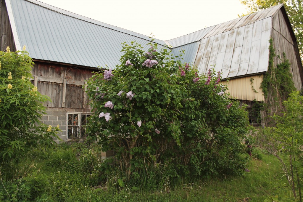 Lilacs