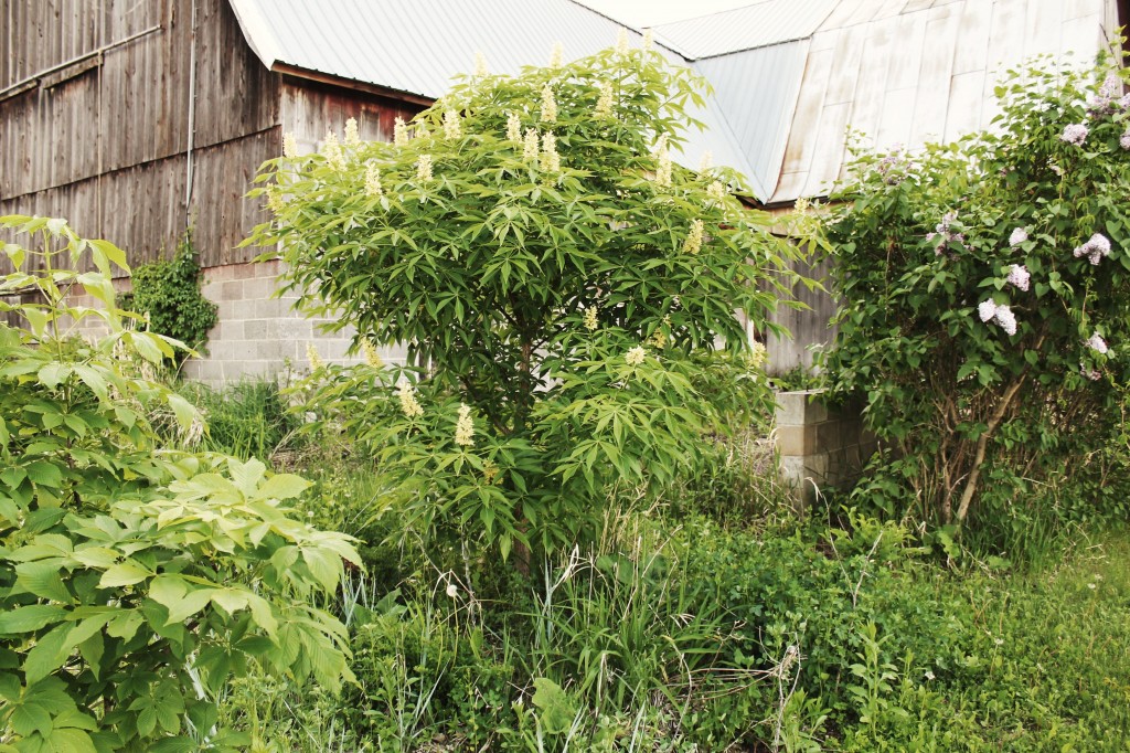 Ohio buckeye