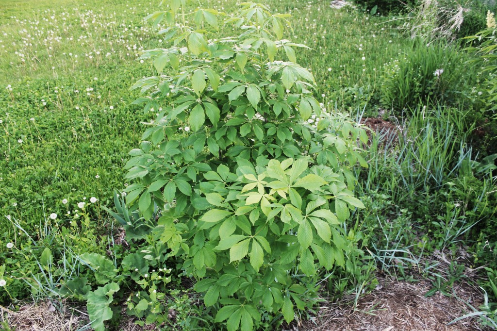 Ohio buckeye2