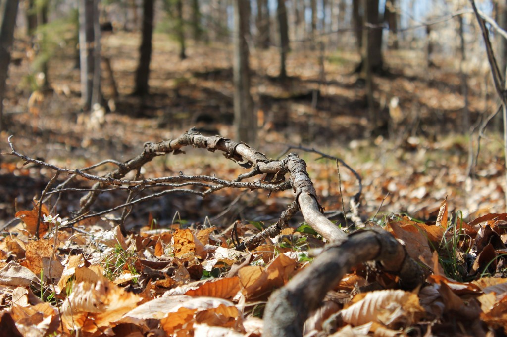 branch in woods