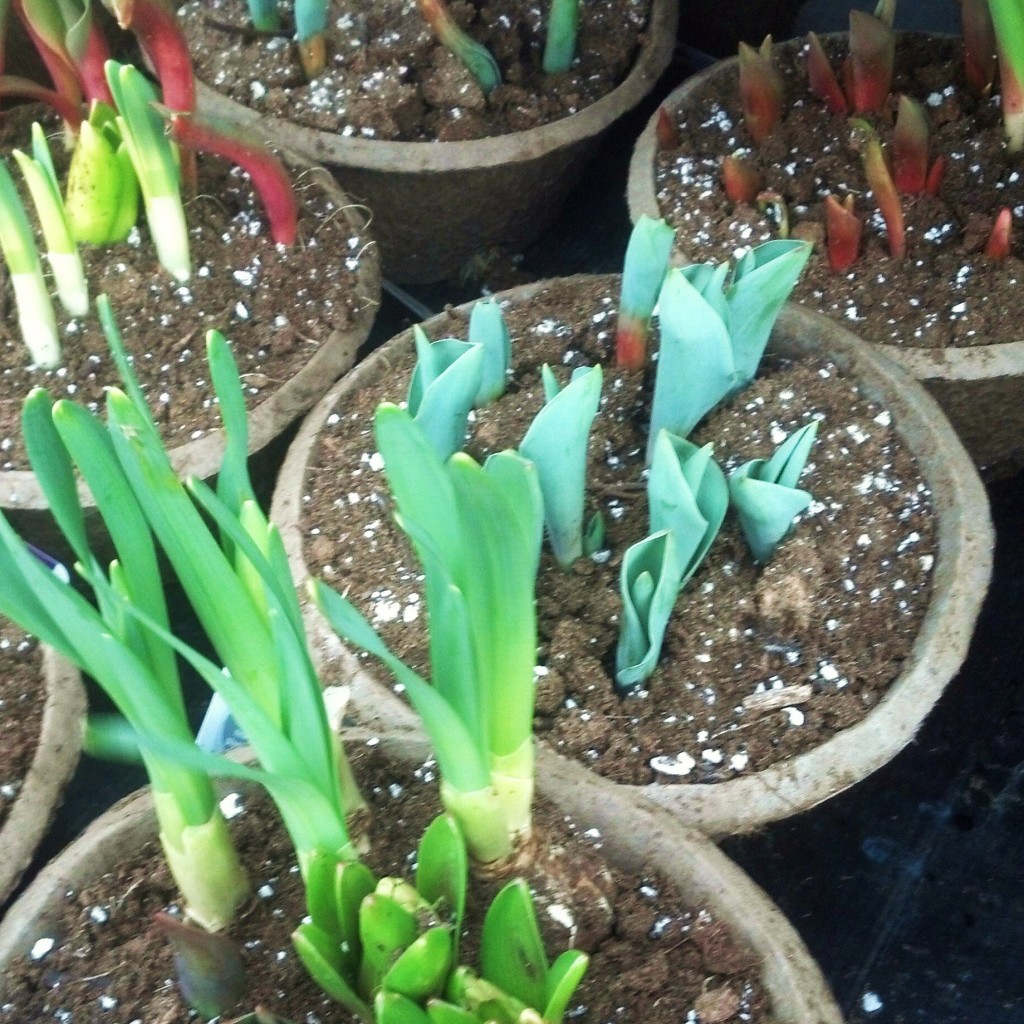 bulbs in spring2