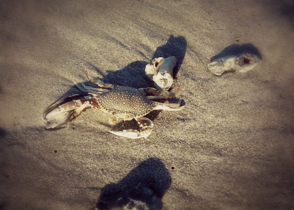 crab on beach in SC