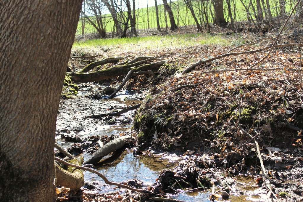 creek bed in woods