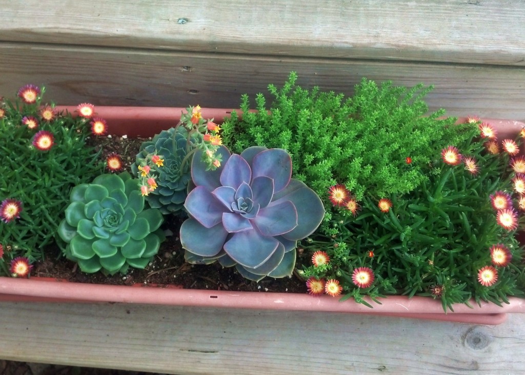 fairy planter at my house