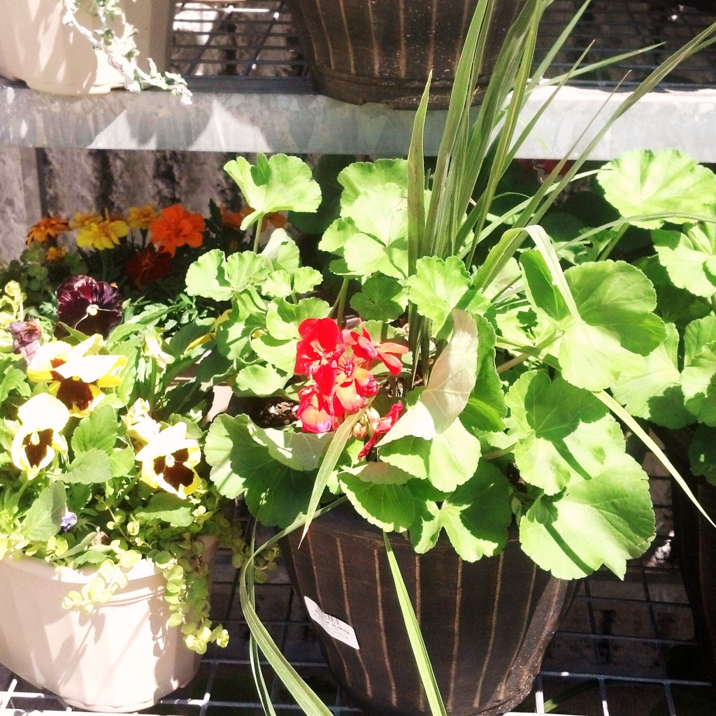 geraniums in planter