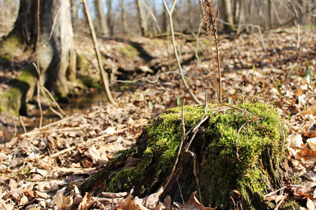 moss on stump