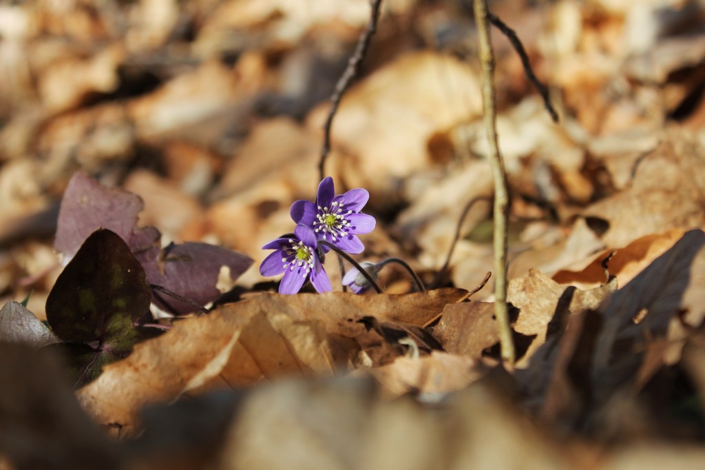 purple mayflwr2