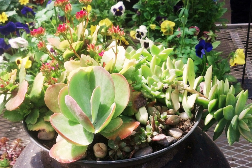 succulant planter idea