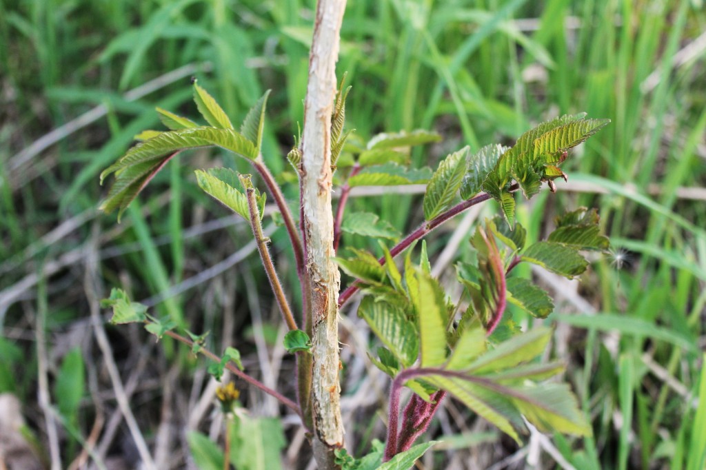 sumac chewed