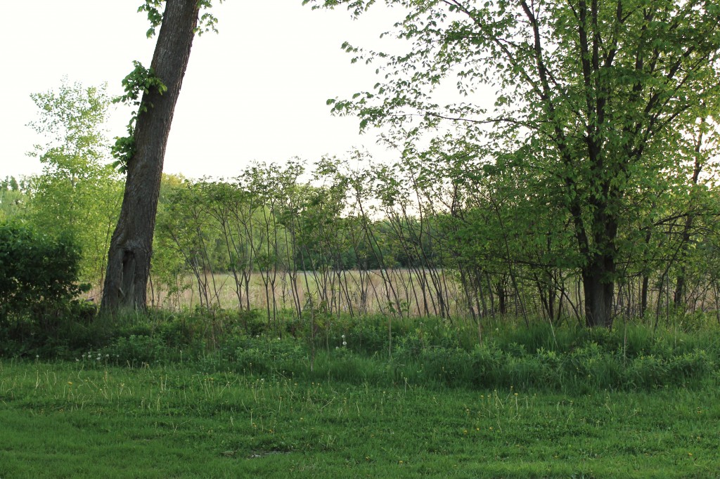 sumac hedge