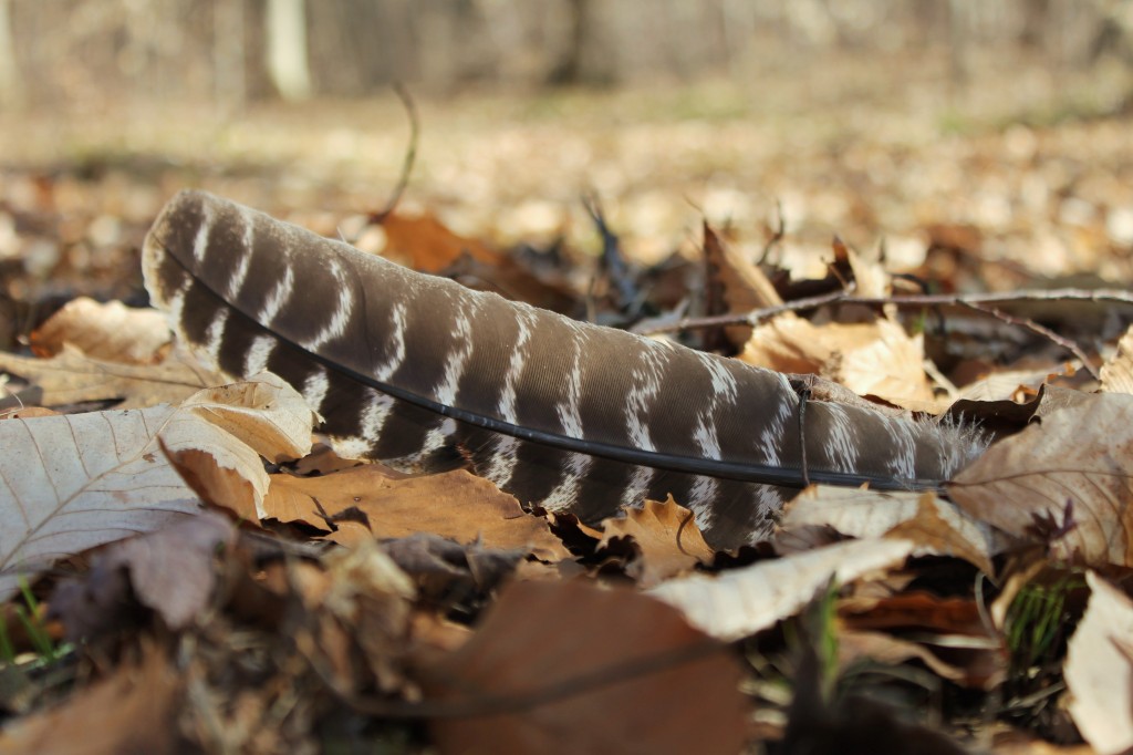 turkey feather