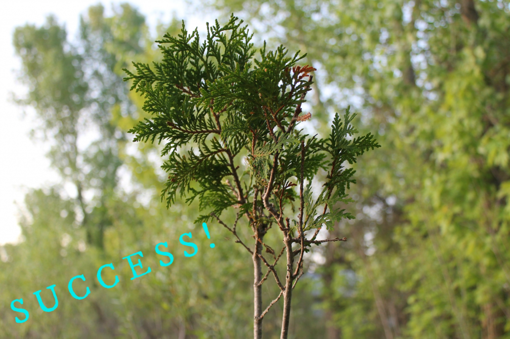 Cedar tree success