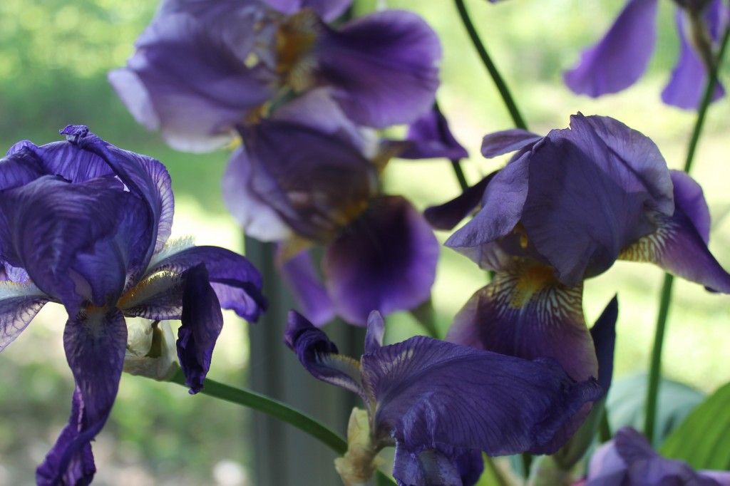 Iris bouquet June6th