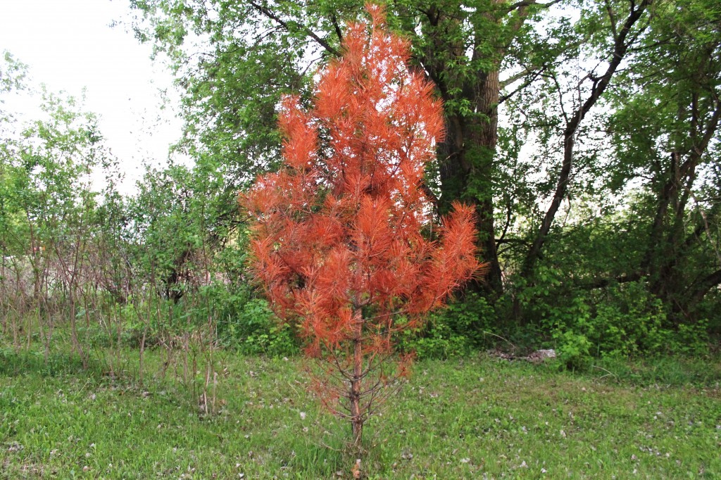 Orange pine tree