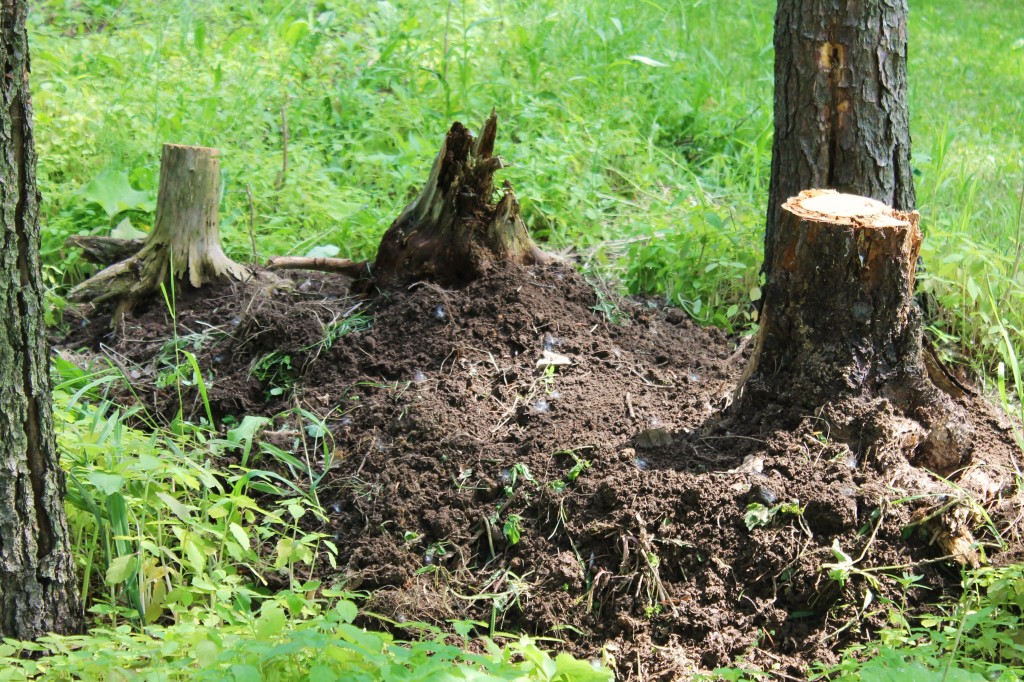 fairy stumps