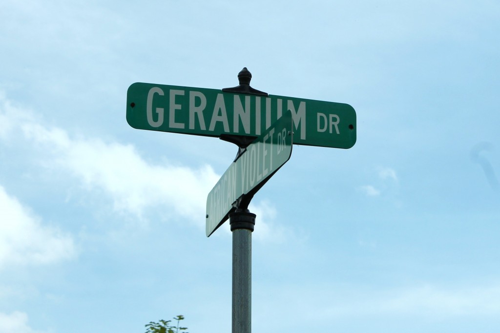 geranium dr