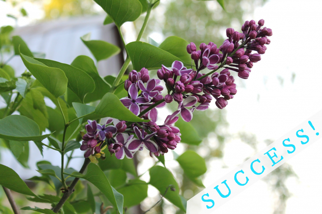 lilac success