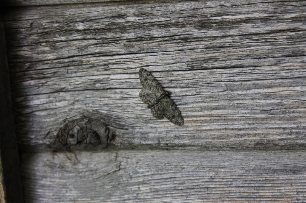 moth on wood