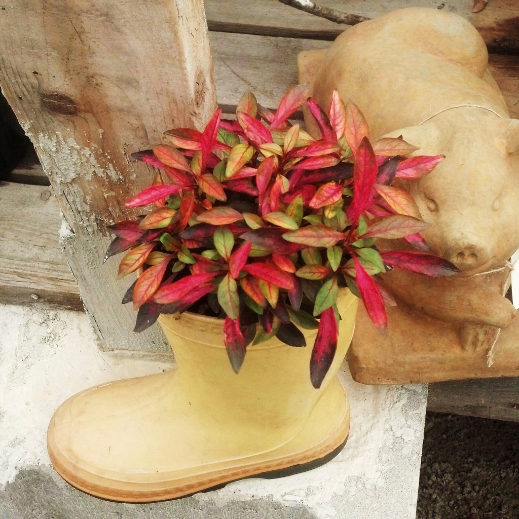 plant in boot at Lowneys