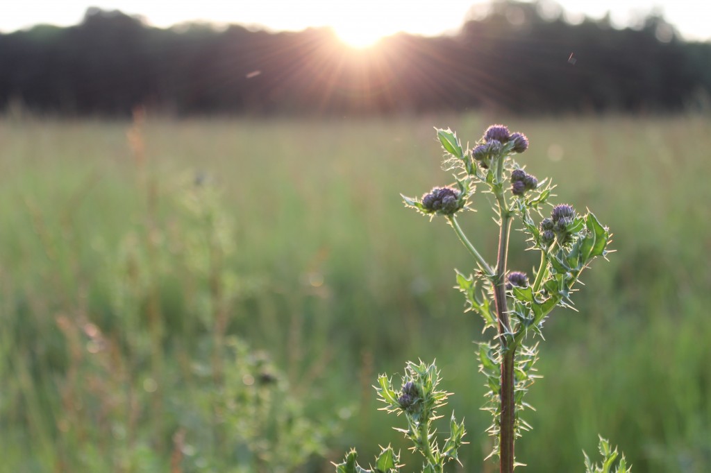 thistle at dusk