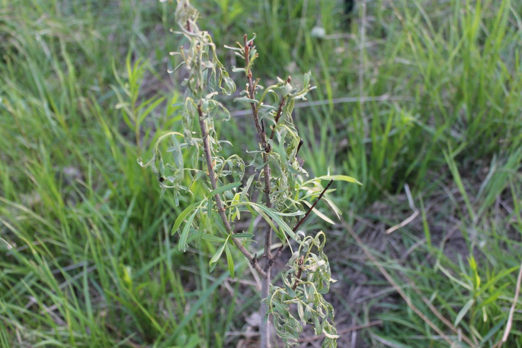 wilted willow2