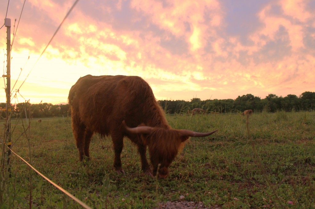 cow in field