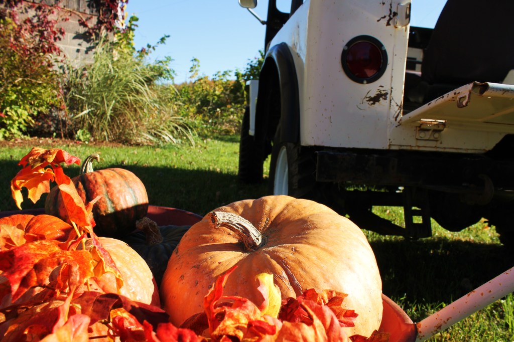 pumpkin photo shoot