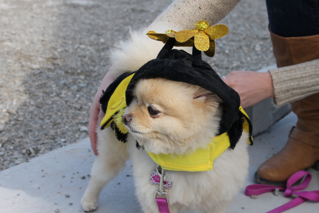 bumblebee dog3