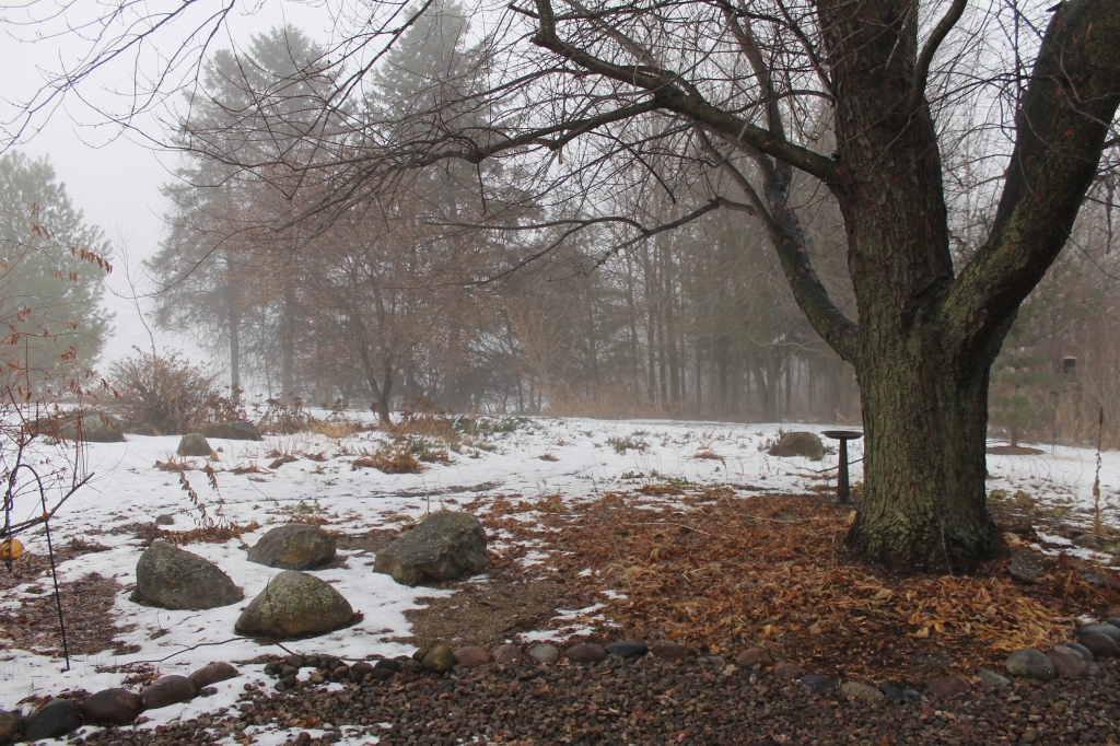 front yard in fog dec14