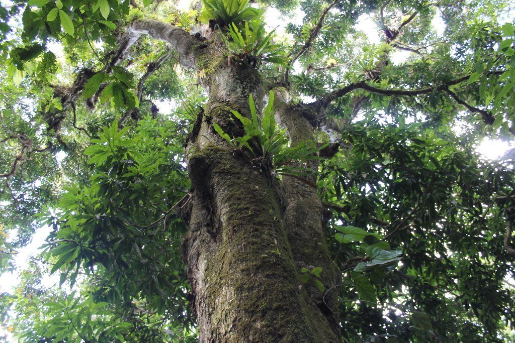 st lucia jungle tree