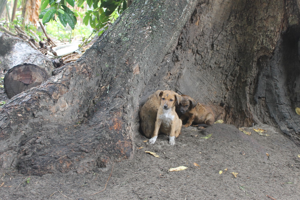 st lucia puppies