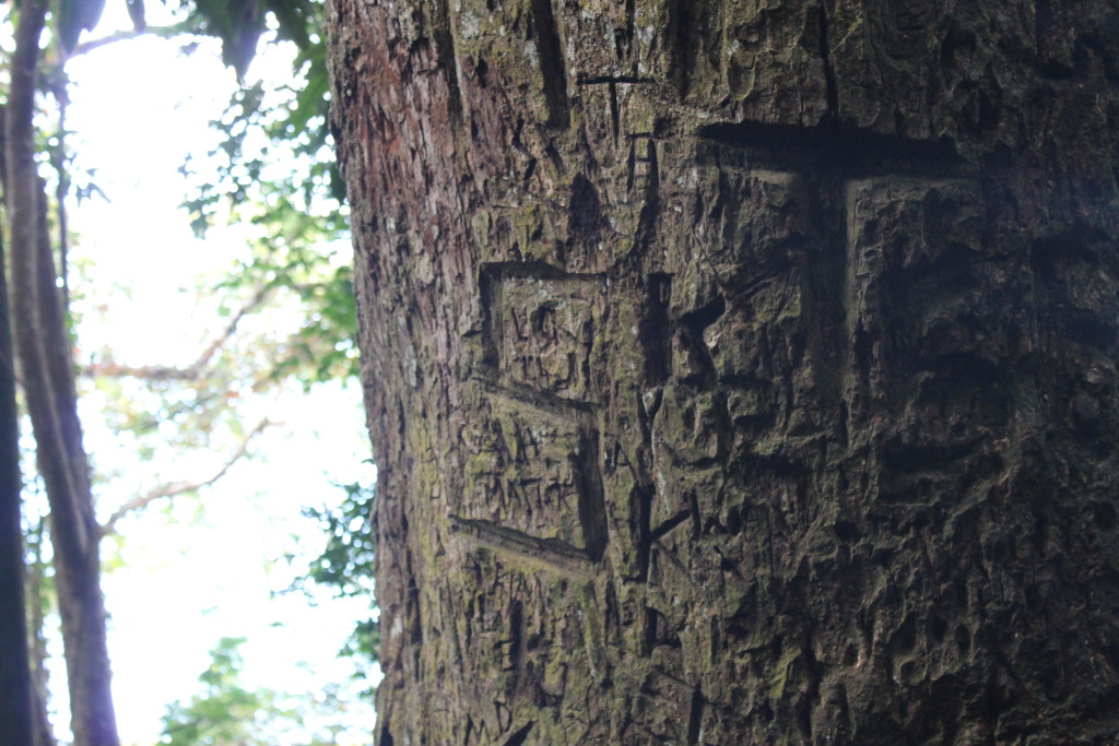 st lucia tree carving