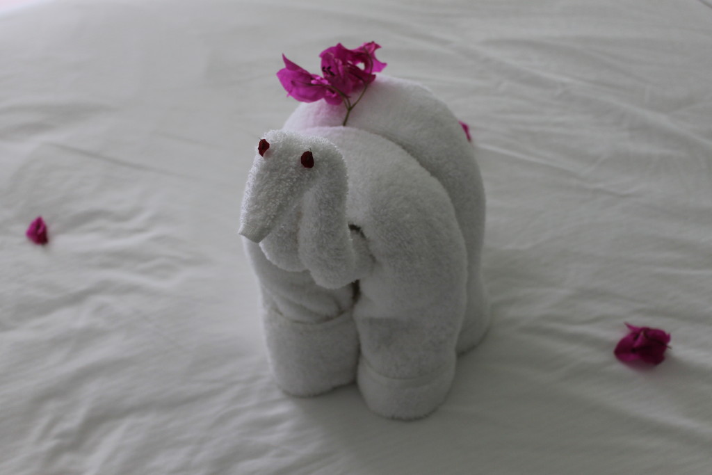 towel animal2