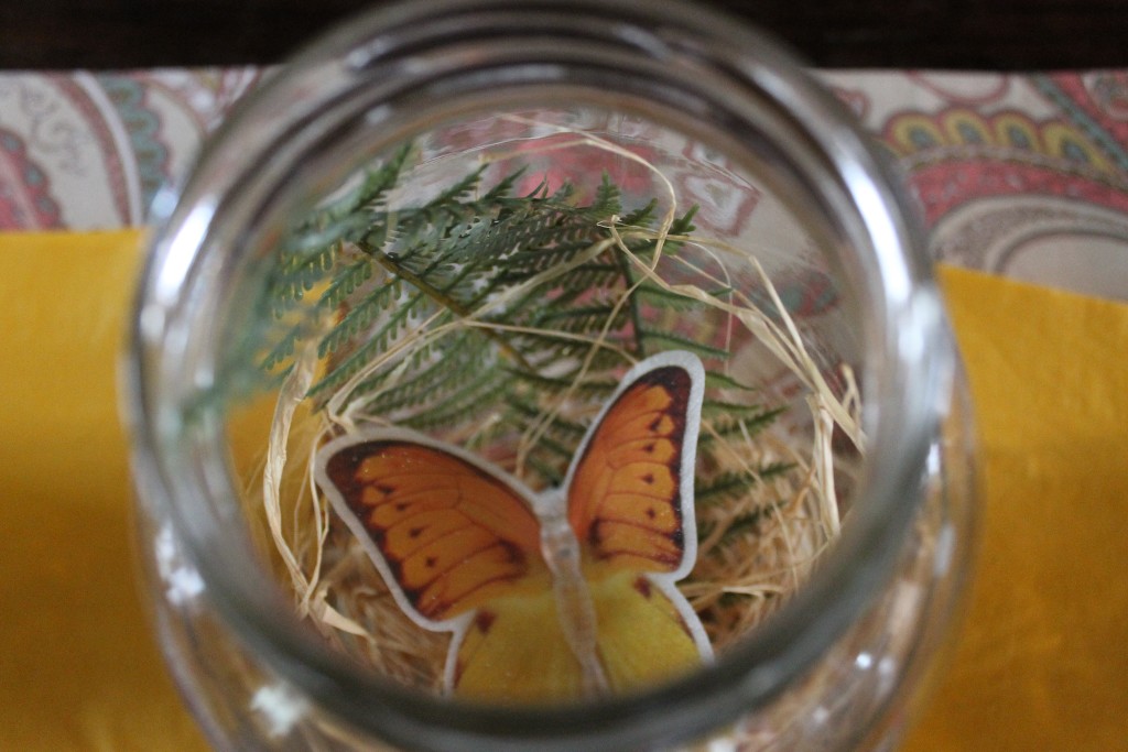 butterfly in jar
