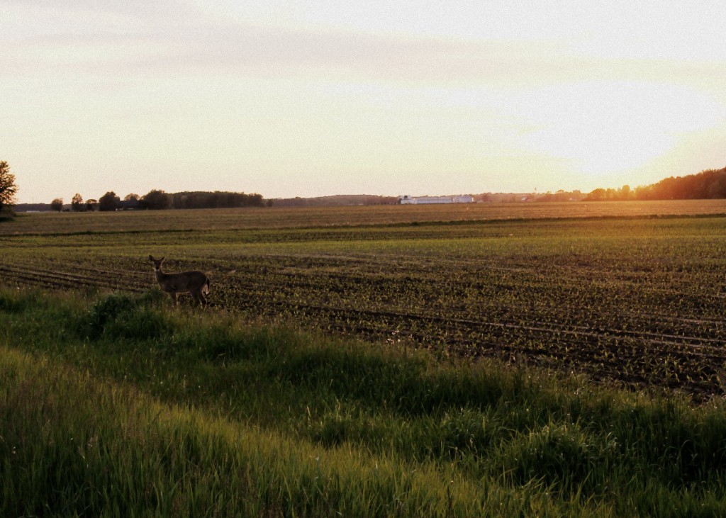 30 days deer