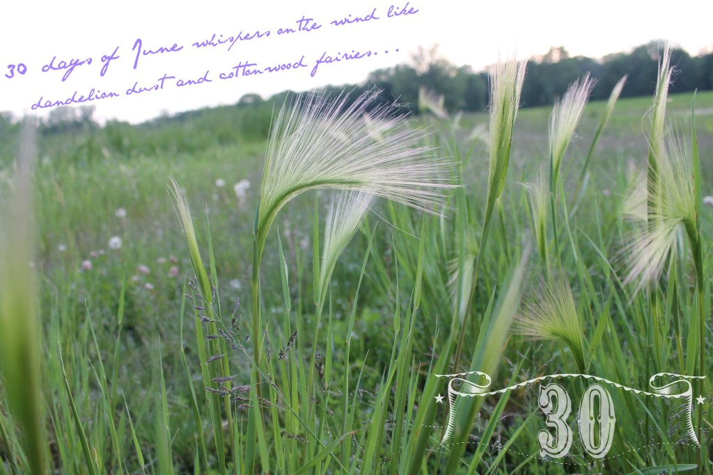 30 days foxtail grass2