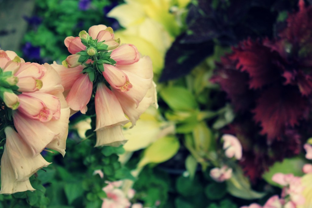 foxglove and other flowers