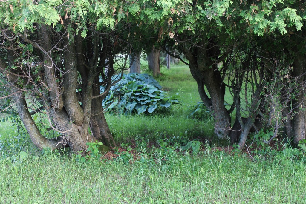 hosta grove 30 days of June