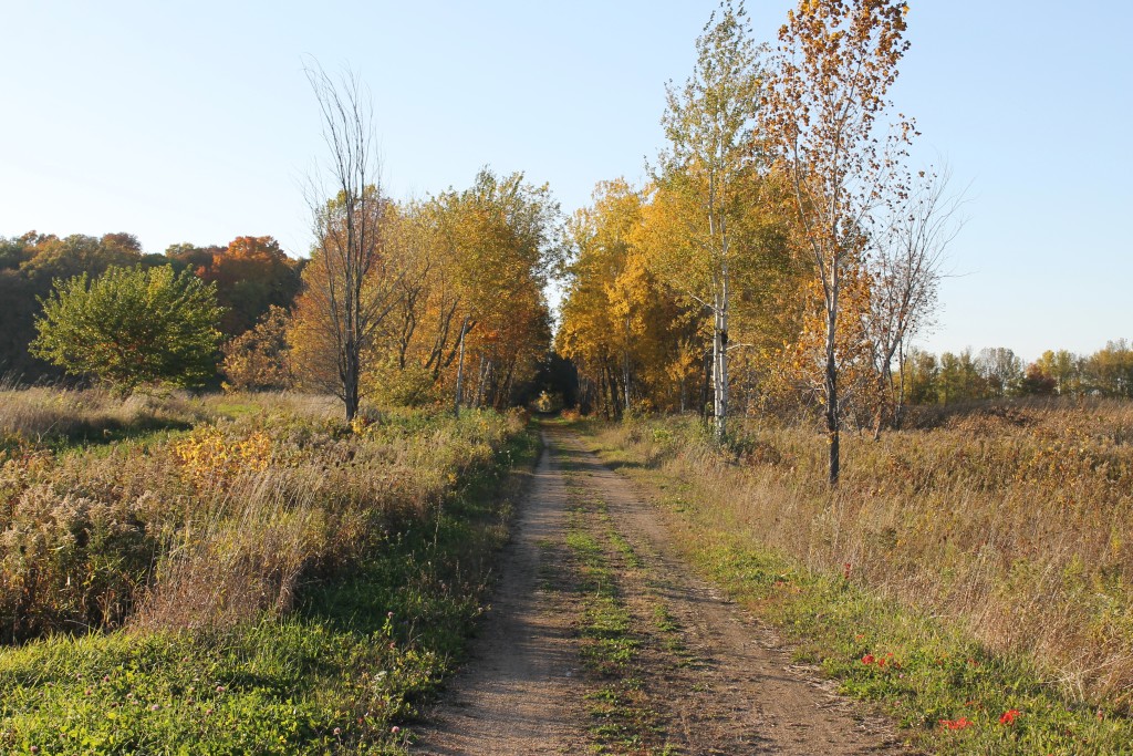 Mt Bay trail in zachow