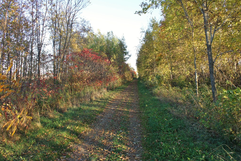 Mt Bay trail in zachow (2)