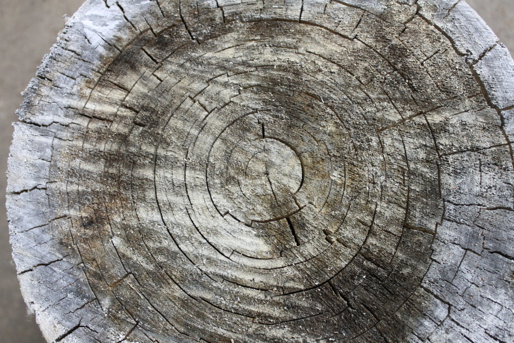 weathered log top