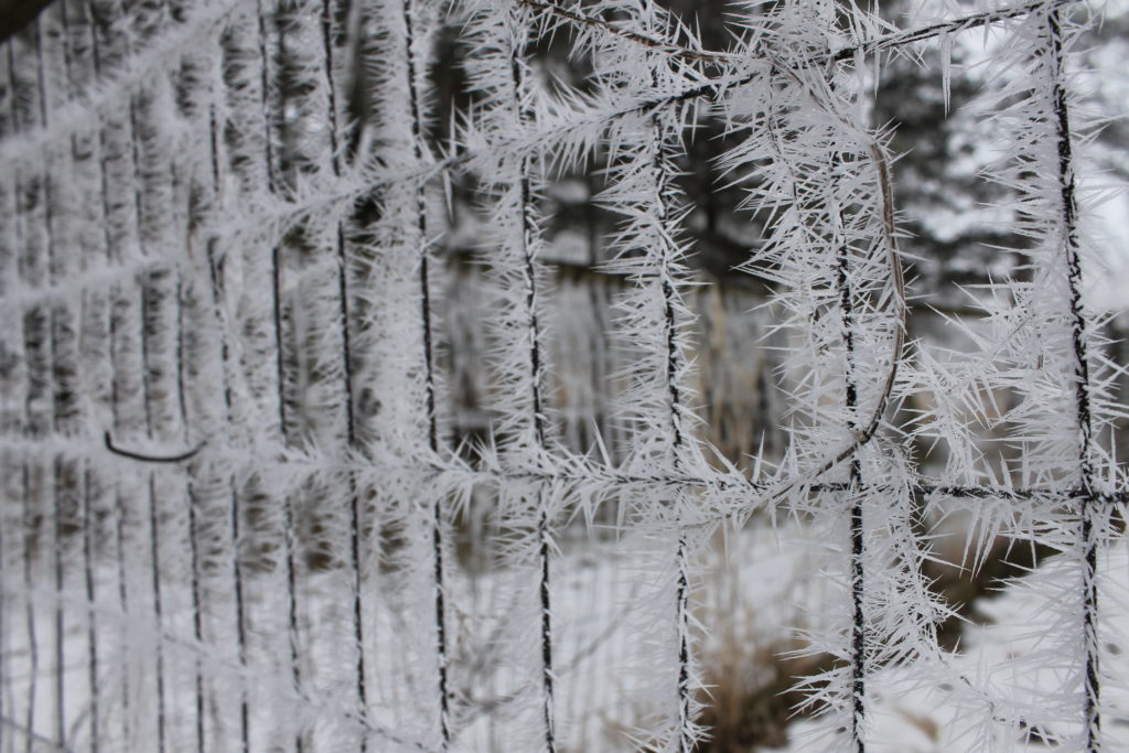 frost on fencefeb2016