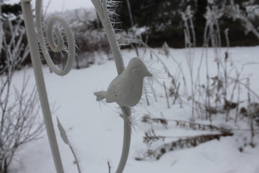 frost on trellis feb2016